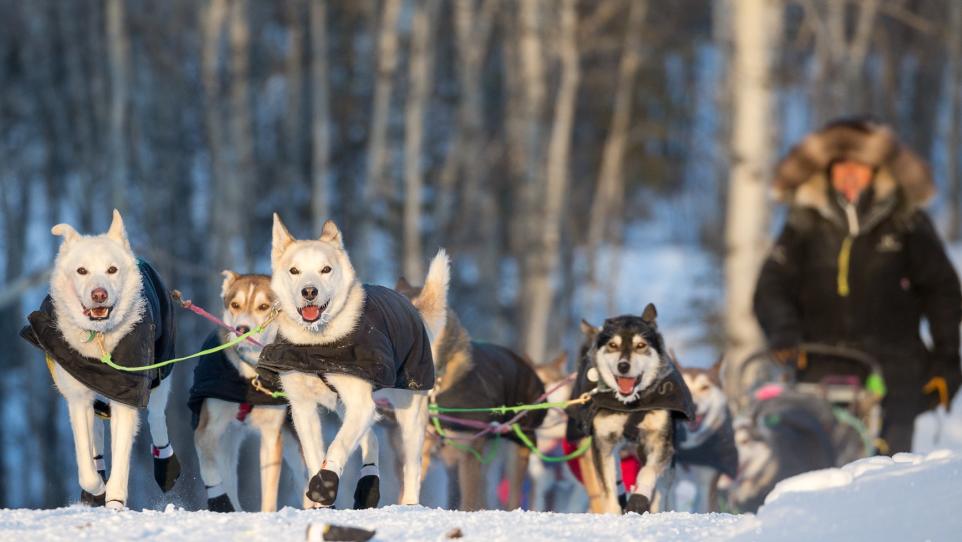 Yukon Quest 1,000 Mile Energizing Tea: The Beverage Endorsed By The Arctic's Elite Athletes