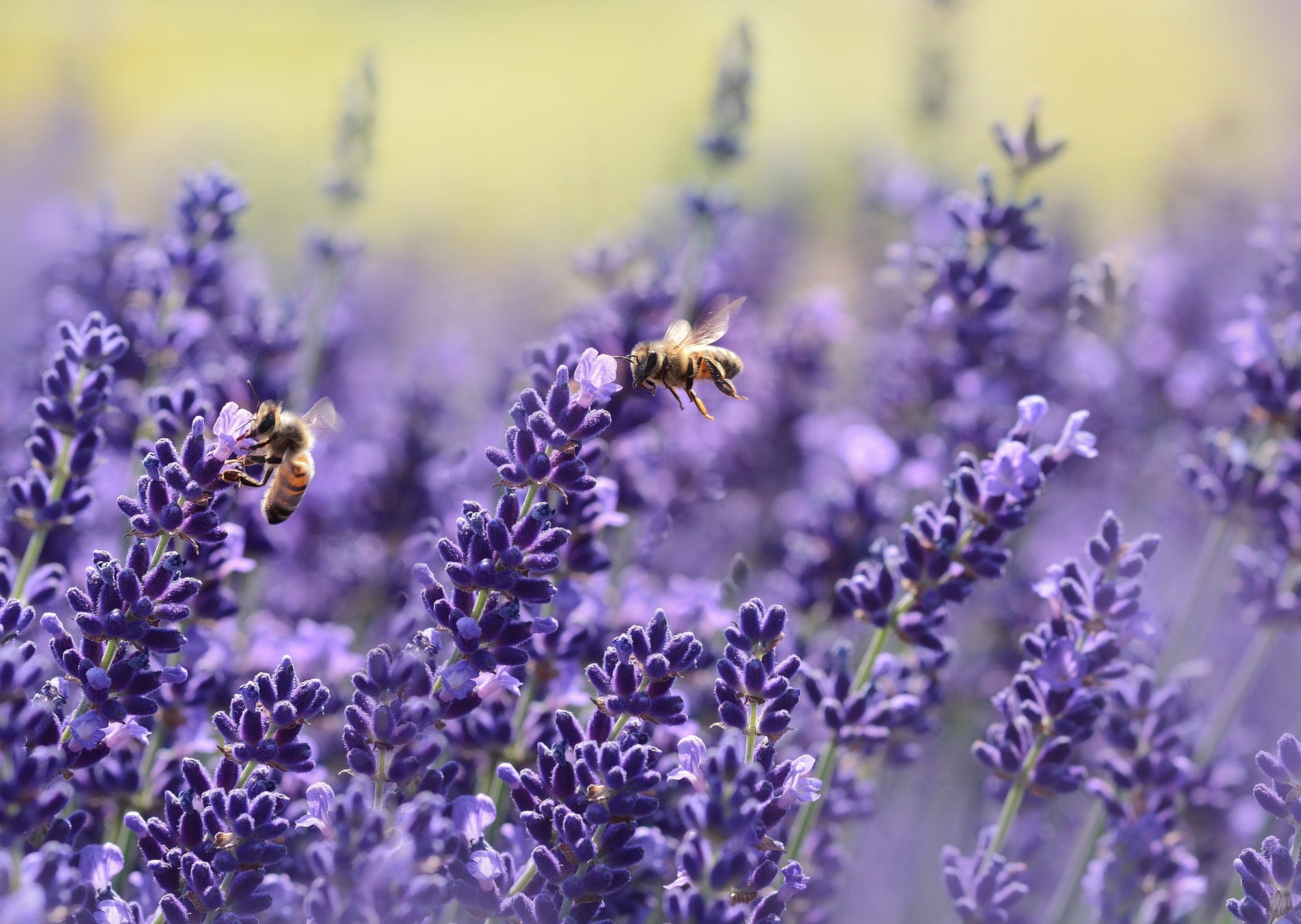 Happy World Bee Day! Here Are All Of The Ways Bees Make Our Environment & Health Better