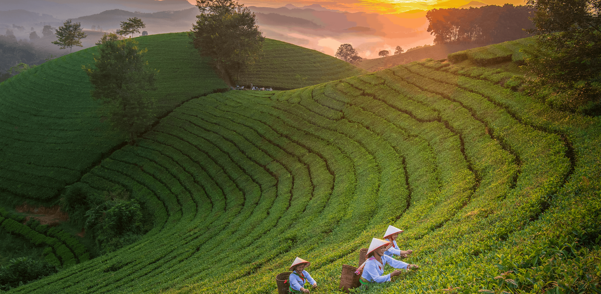 Japanese Tea & Culture Tour 2026