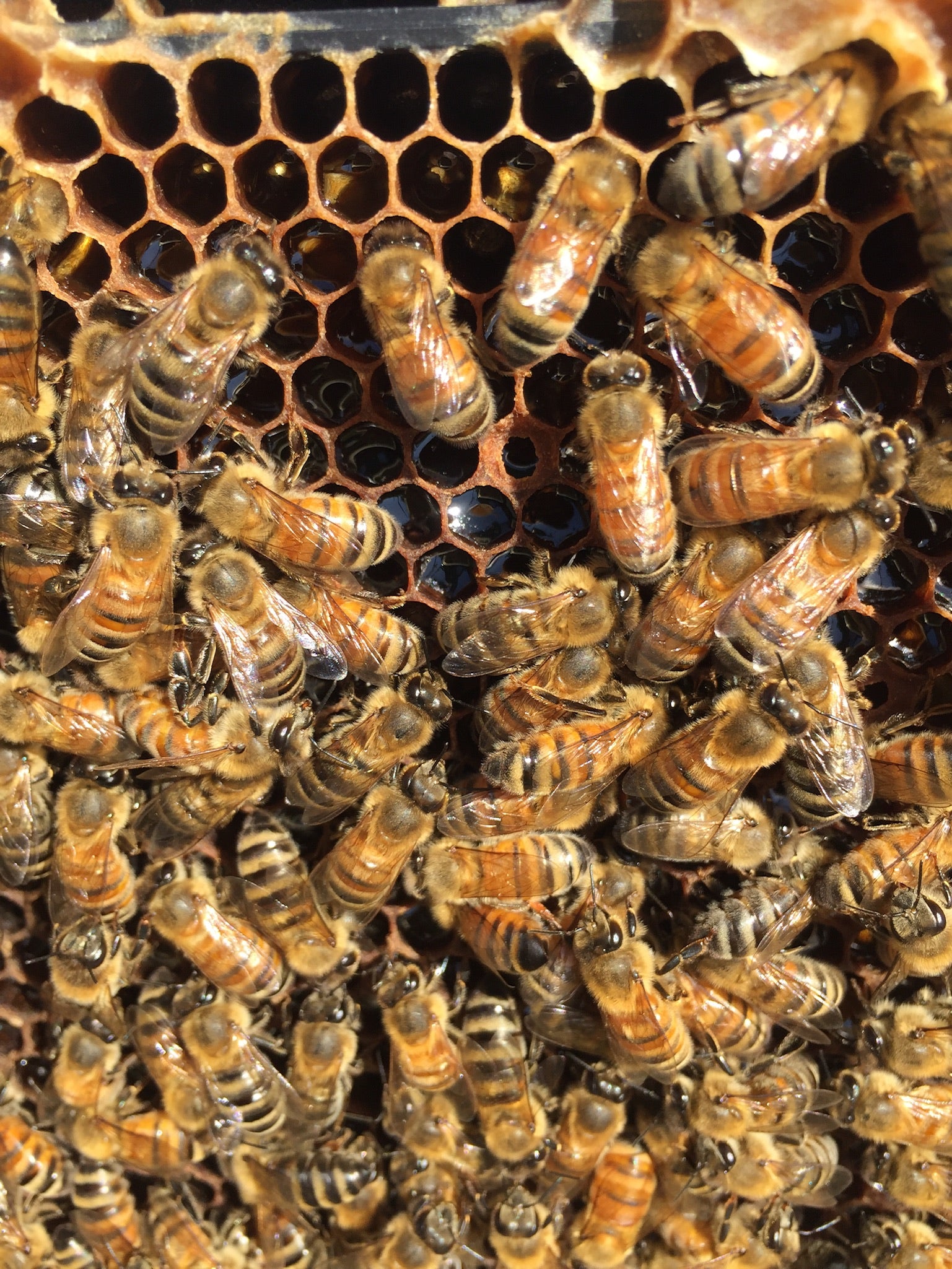 Alaskan Fireweed Honey | Raw Unfiltered Honey