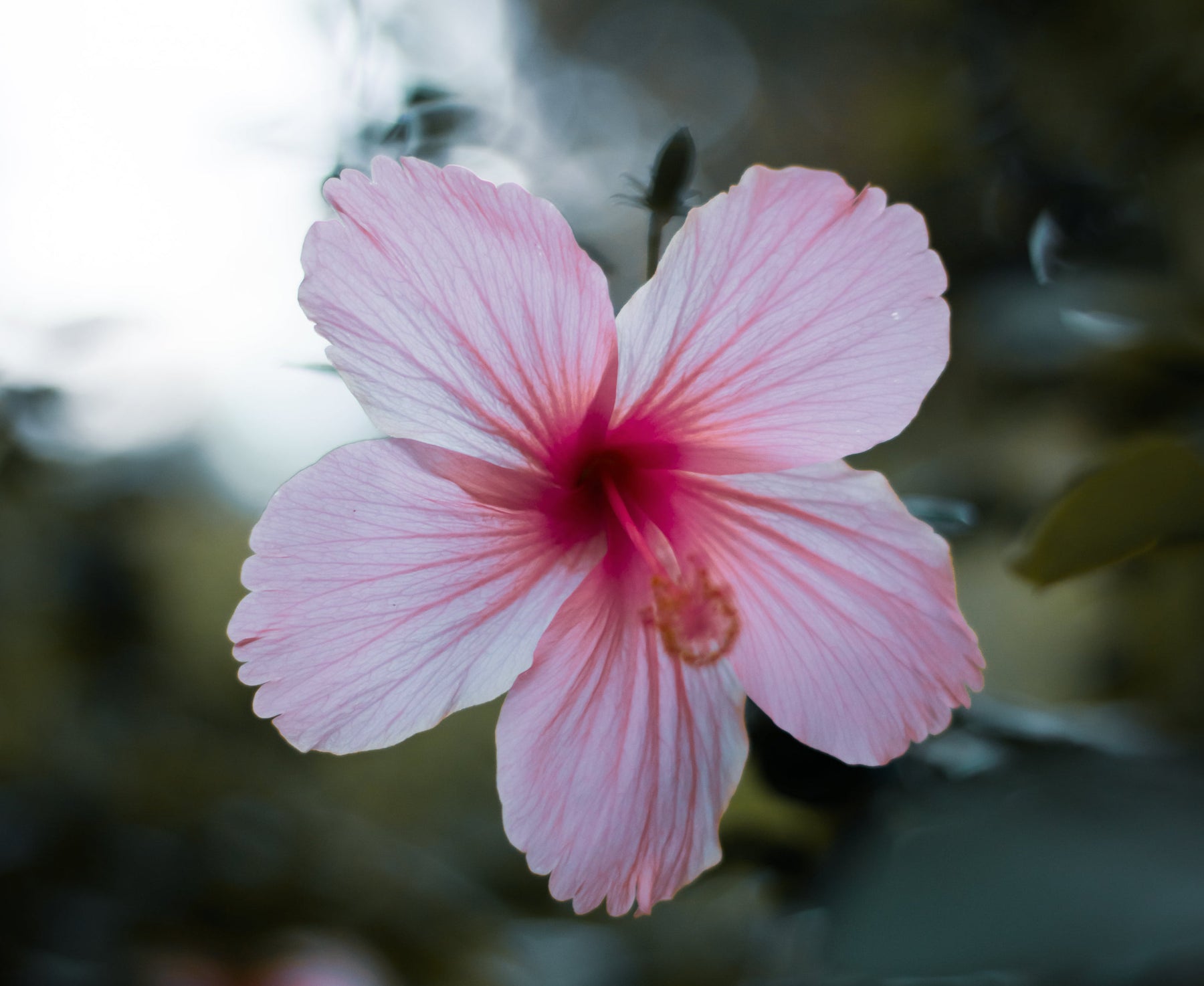 Hibiscus flower.