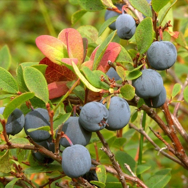 Wild Alaskan Blueberries
